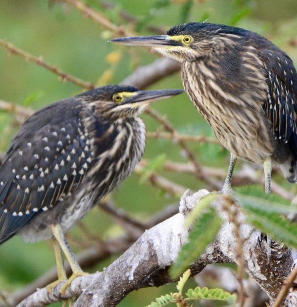 Discover the Pearl of Africa Through Its Wings: Bird Watching in Uganda