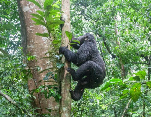 Encounter the Gentle Giants: Mountain Gorilla Trekking in Uganda