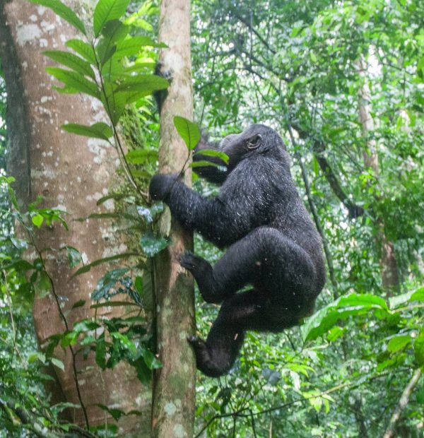 Encounter the Gentle Giants: Mountain Gorilla Trekking in Uganda