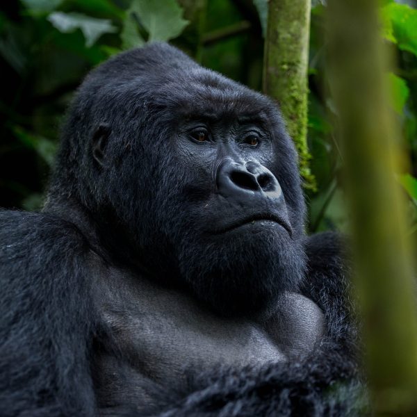 03 Days Gorilla Trekking