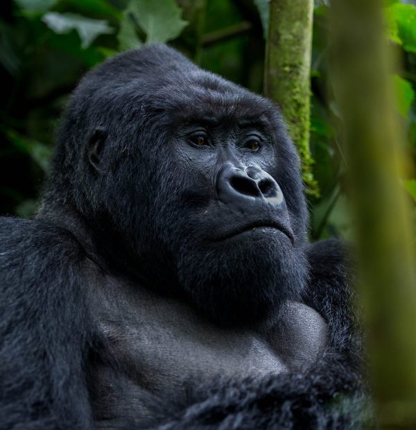 03 Days Gorilla Trekking