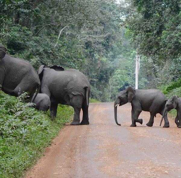 6 Days Kibaale, Queen Elizabeth and Bwindi Experience