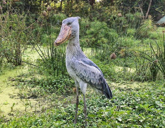 Meet the Legendary Shoebill Stork: A Once-in-a-Lifetime Birding Experience in Uganda