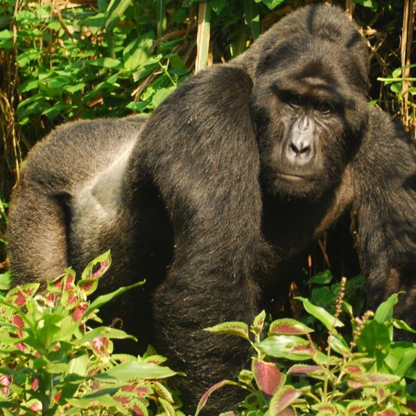 3 Days Safari To Bwindi Impenetrable National Park