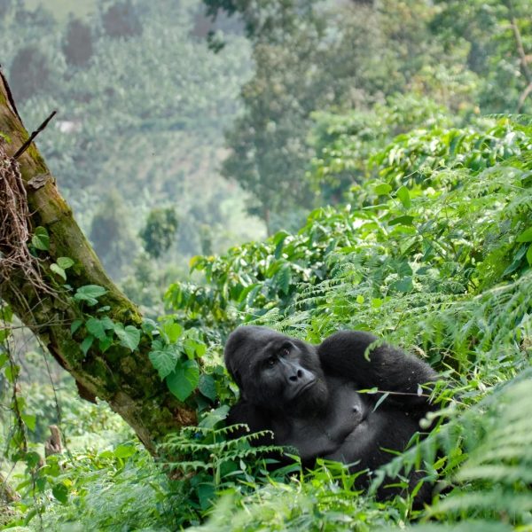 07 Days Ultimate Wildlife And Gorilla Tracking Safari In Uganda