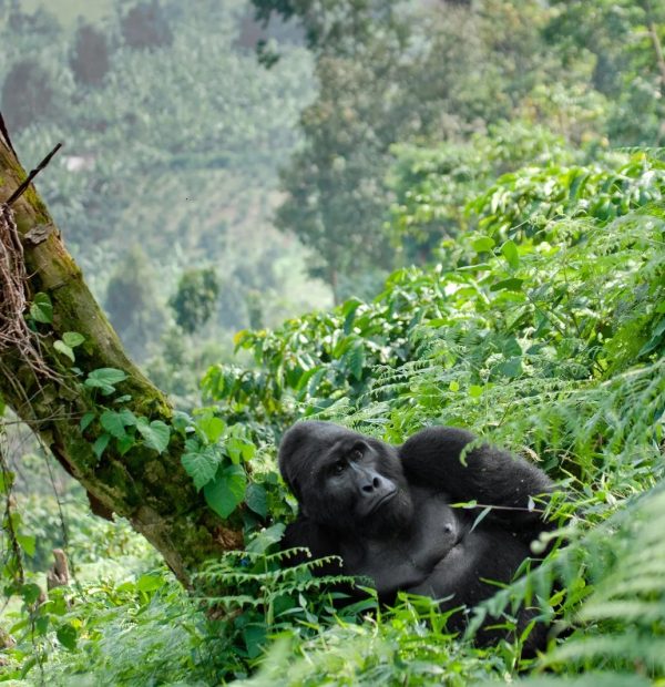 07 Days Ultimate Wildlife And Gorilla Tracking Safari In Uganda