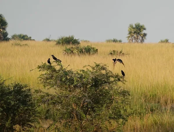 04 Days Bigfive And Murchison Falls National Park